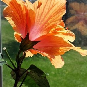 Meet your Posher, Jenny